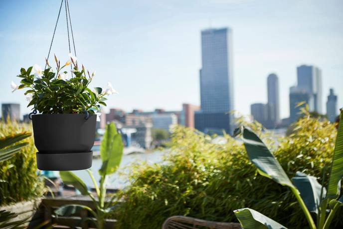 greenville hanging basket 24cm living black
